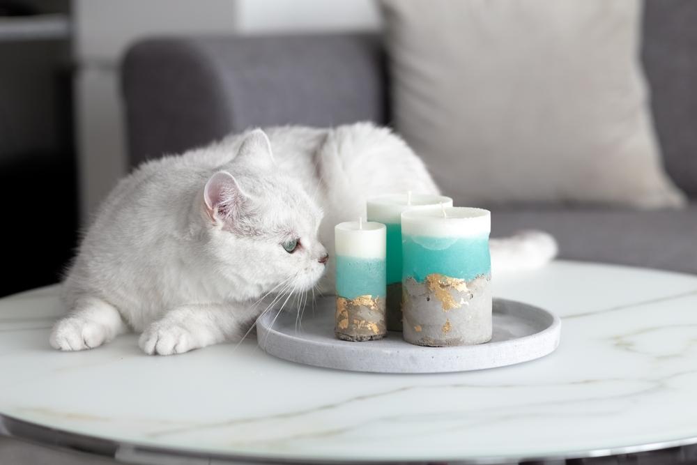 Un gato británico blanco en una habitación, de pie sobre una mesa y olfateando velas con curiosidad, mostrando su naturaleza inquisitiva.