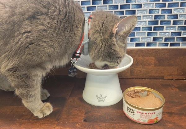 Transición de un gato a la comida húmeda para gatos