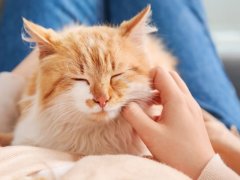 Woman with cute cat at home