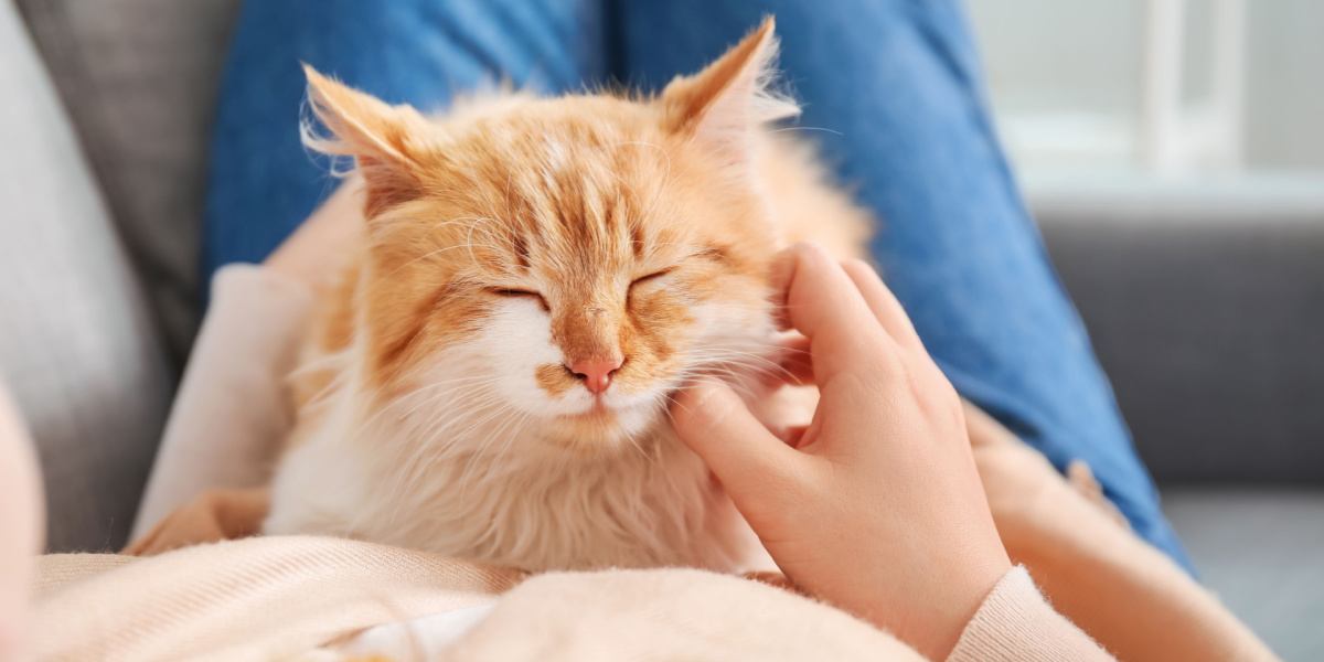 Mujer con lindo gato en casa