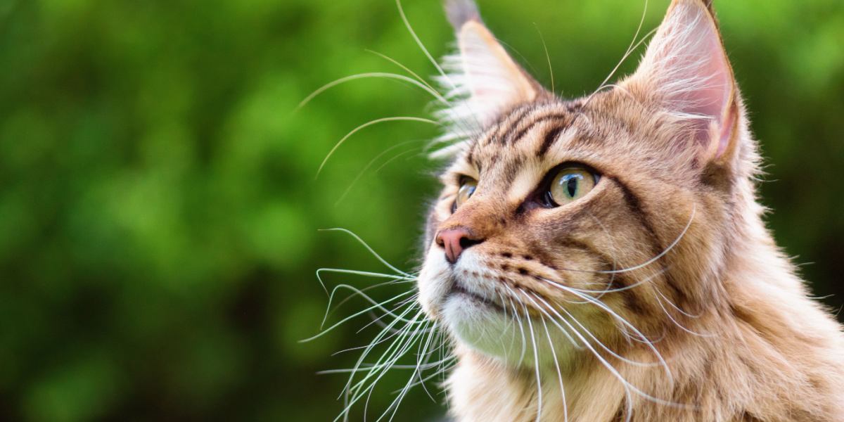 Una imagen que resalta la llamativa presencia de un gato Maine Coon atigrado negro, con su majestuoso pelaje y sus distintivas marcas atigradas.