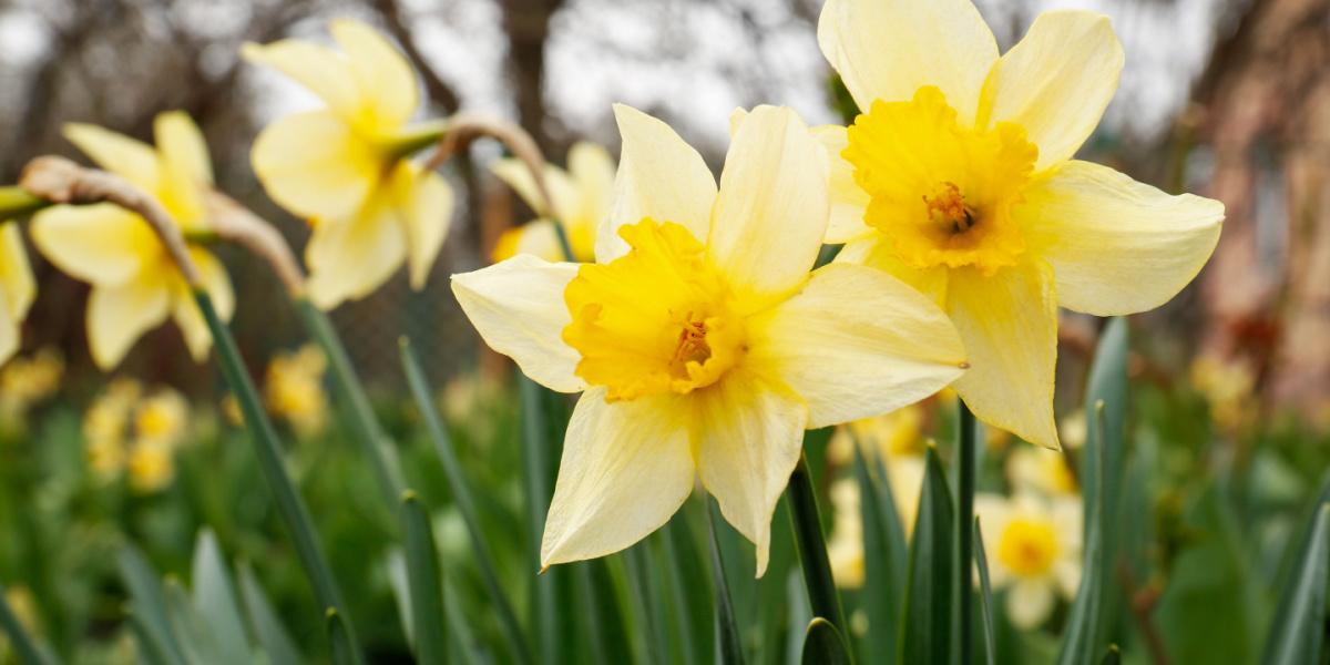 Narcisos vibrantes en plena floración, que prosperan en un entorno de jardín y agregan un toque de color al paisaje.