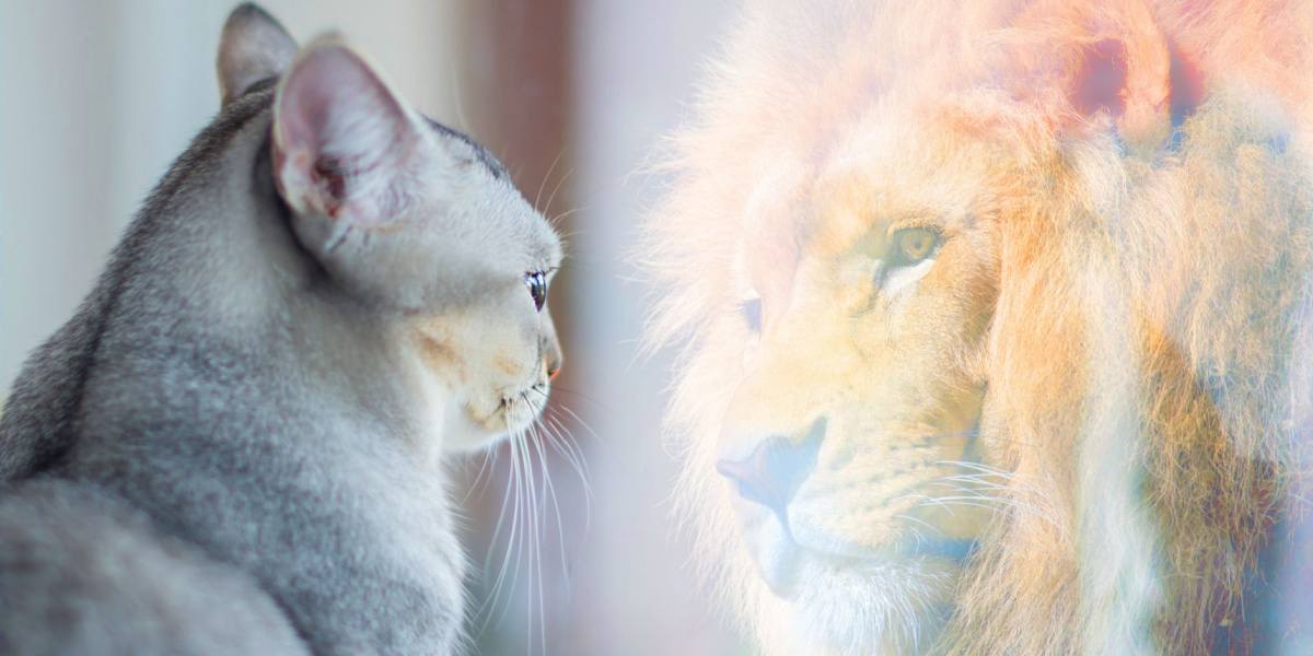 Una imagen cautivadora de un gato doméstico y un león majestuoso uno al lado del otro, resaltando el contraste entre una pequeña mascota doméstica y una poderosa contraparte salvaje.