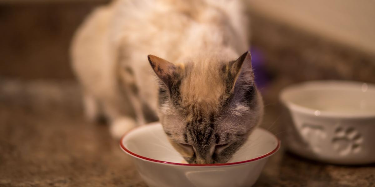 Gato comiendo comida blanda y deliciosa