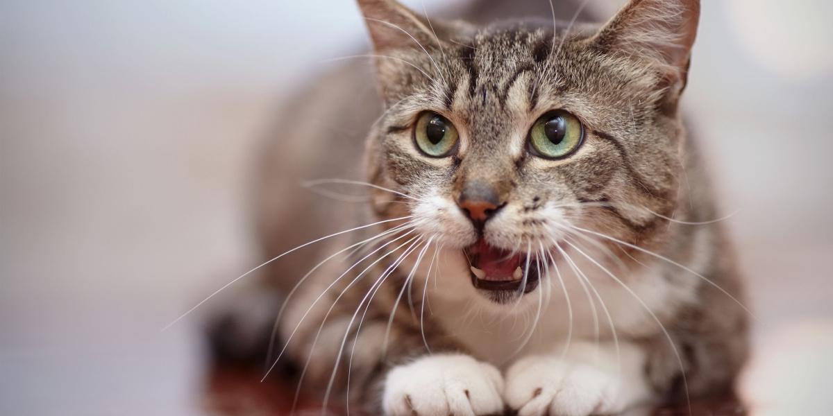 Un gato curioso con la nariz levantada, ocupado activamente en inhalar los olores de su entorno, mostrando el agudo sentido del olfato que juega un papel vital en la percepción del mundo de un gato.