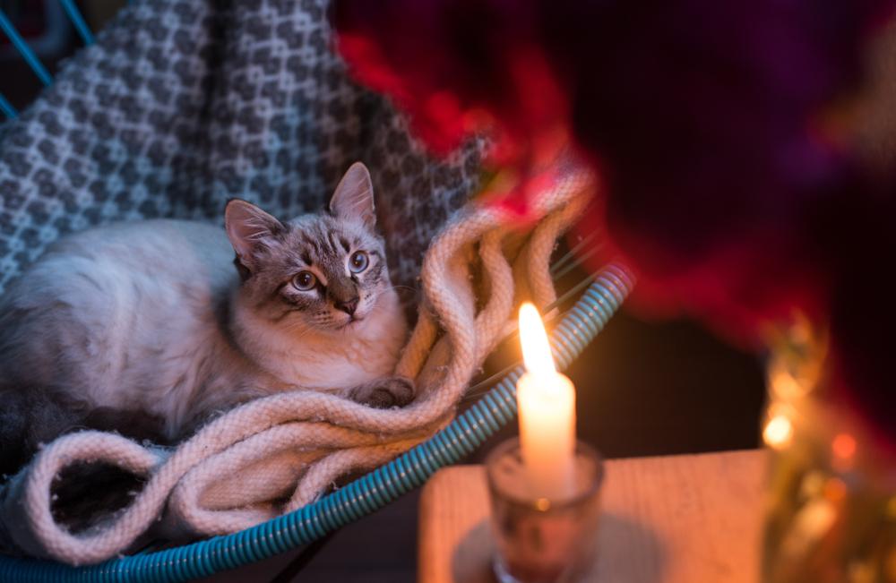 Un gato sobre una manta, mirando con curiosidad la luz parpadeante de las velas, creando un ambiente cálido y acogedor.