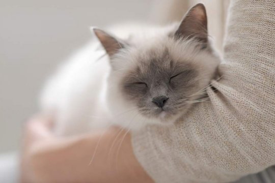 ¿Cómo ayudar a un gato con ansiedad por separación?
