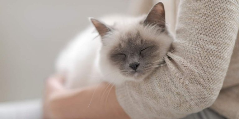 ¿Cómo ayudar a un gato con ansiedad por separación?