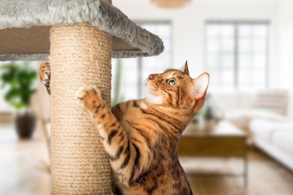 Gato pelirrojo con un palo para gatos