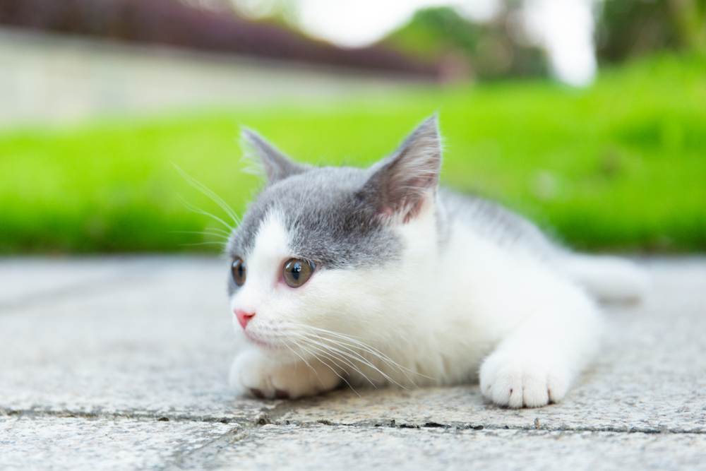 Gatitos en cuclillas sobre el suelo de cemento