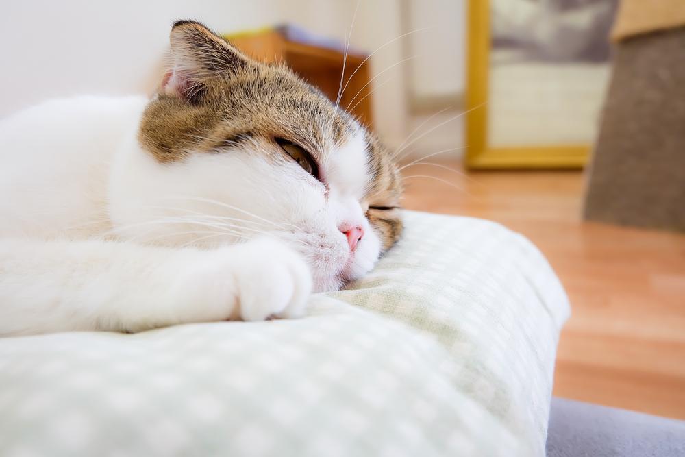 Un gato letárgico descansando con niveles bajos de energía, lo que potencialmente indica un problema de salud o la necesidad de descanso y cuidado.