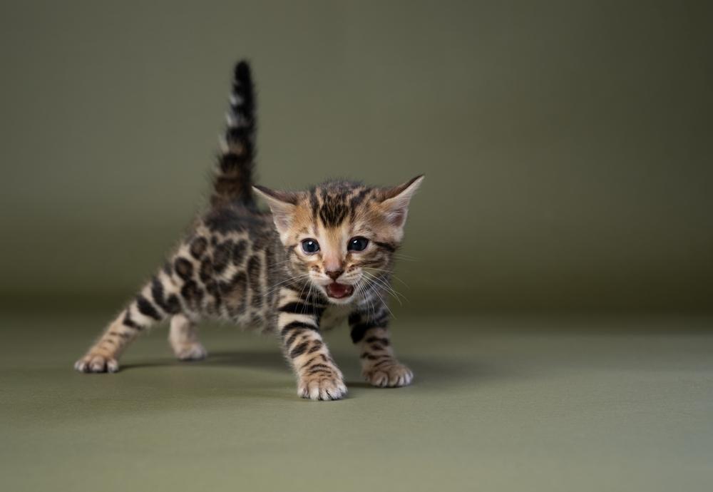 Pequeño gatito de Bengala maullando