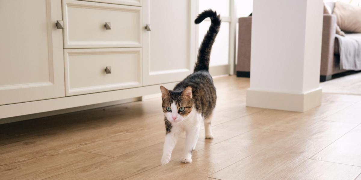 El gato corre con la cola levantada