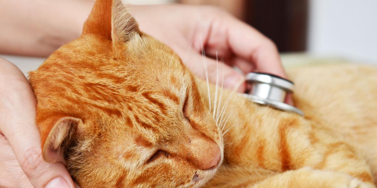 Una imagen que muestra a un veterinario realizando un chequeo a un gato.