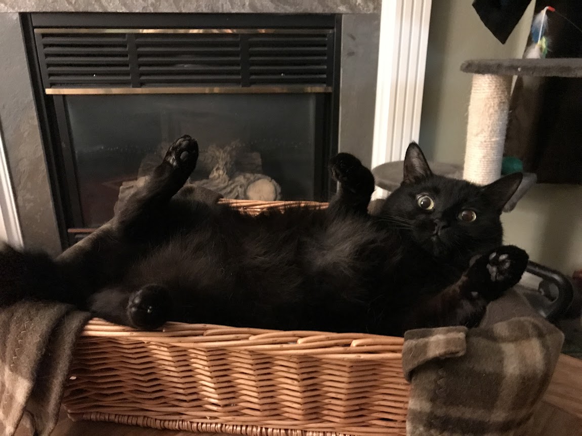 Lindos gatos negros yacen en una posición extraña con las patas en el aire.