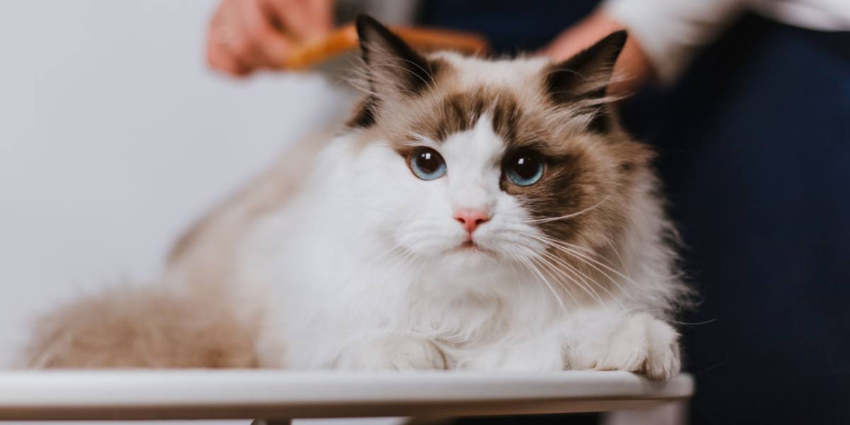 Imagen de una mujer peinando a un gato Ragdoll, demostrando el cuidado y atención que merecen estos cariñosos felinos