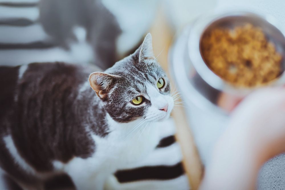 Adorable gato doméstico rayado con ojos amarillos mirando un plato de comida