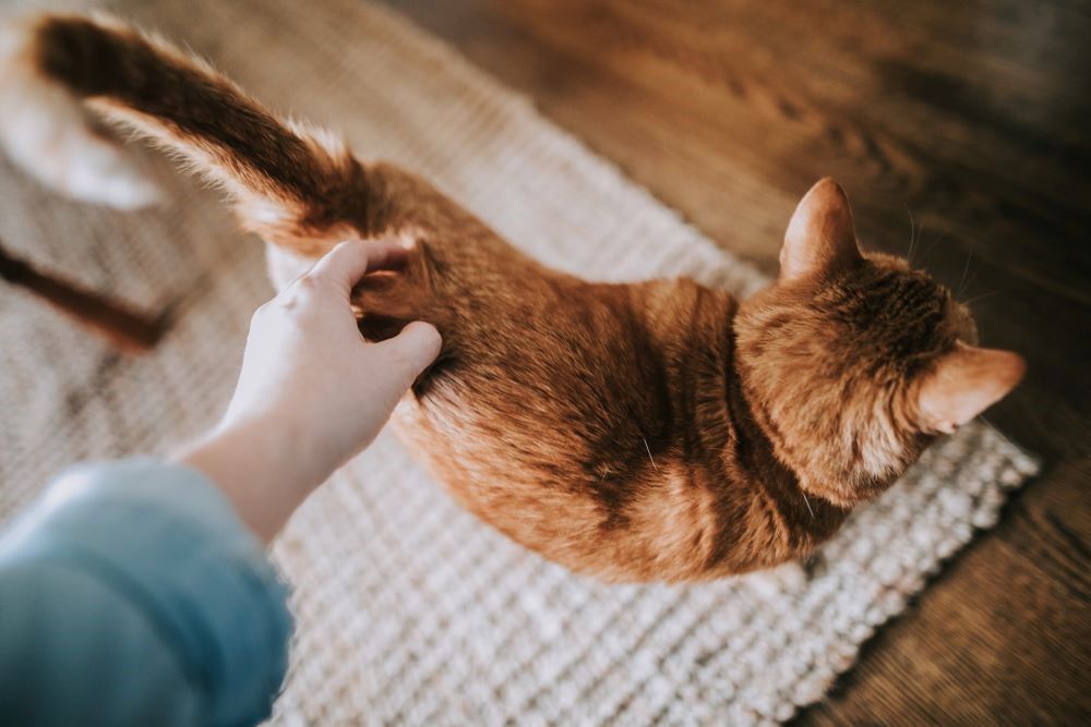 Una persona acariciando a un gato naranja sobre una alfombra.