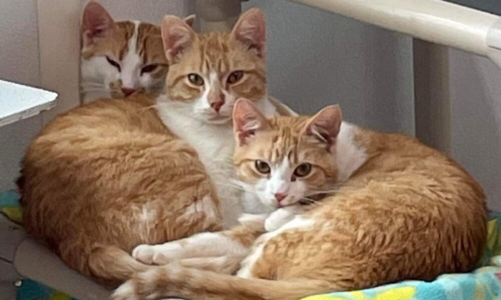 Tres adorables gatos sentados juntos en fila: Daria al frente, Boey en el medio y Cricket atrás.