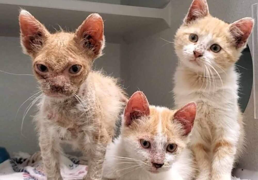 Tres lindos gatos llamados Boey, Cricket y Daria, sentados uno al lado del otro.