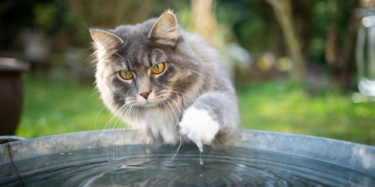 Un gato atigrado azul y un gato Maine Coon blanco interactúan juguetonamente con el agua