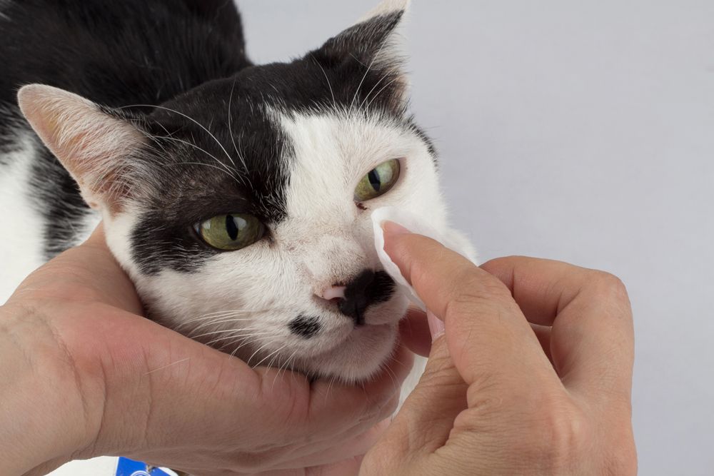 Imagen que muestra el proceso de limpieza de los ojos de un gato con toallitas para ojos.