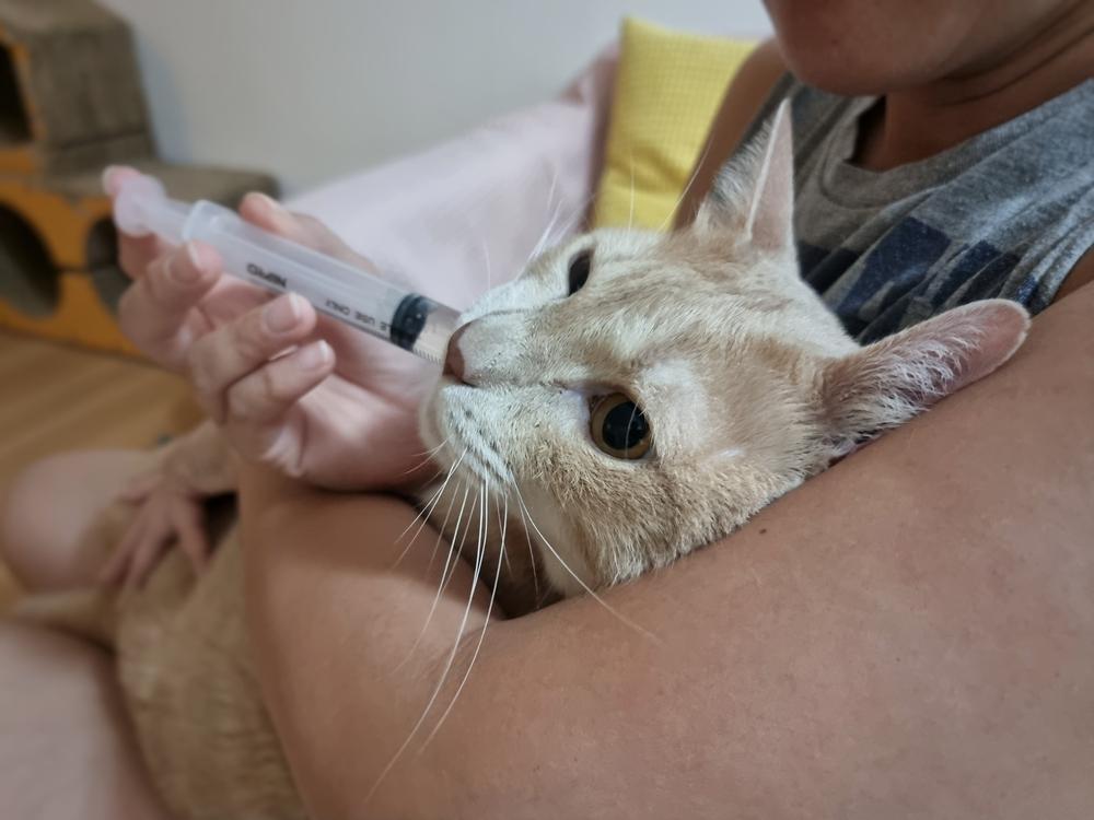 Orbax para gatos: Primer plano de la cara de un gato mientras su dueño le administra un medicamento líquido