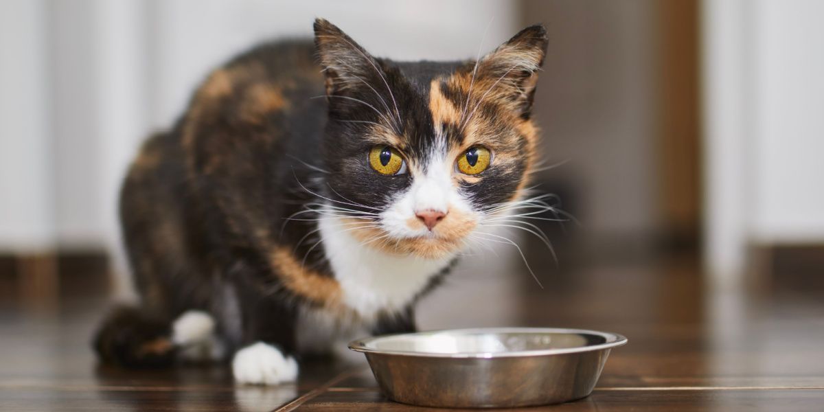 Lipoma en gatos: lindo gato marrón comiendo de un recipiente de metal en casa