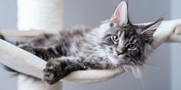 Los 175 mejores nombres para gatos Maine Coon