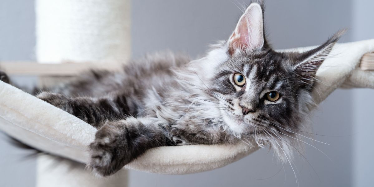 Lindo gato joven Maine Coon atigrado de color gris plateado acostado en una hamaca en un árbol para gatos