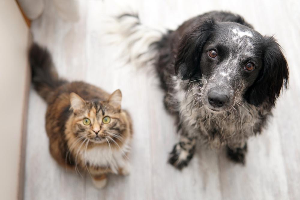 Perro y gato sentados en el suelo