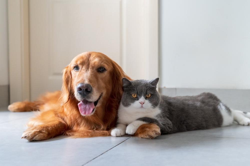 El Golden Retriever y el British Shorthair se llevan bien