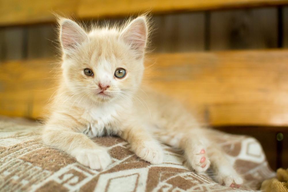 Gatito con un defecto de nacimiento, lo que resalta la singularidad y el cuidado especial que a menudo requieren estos felinos.