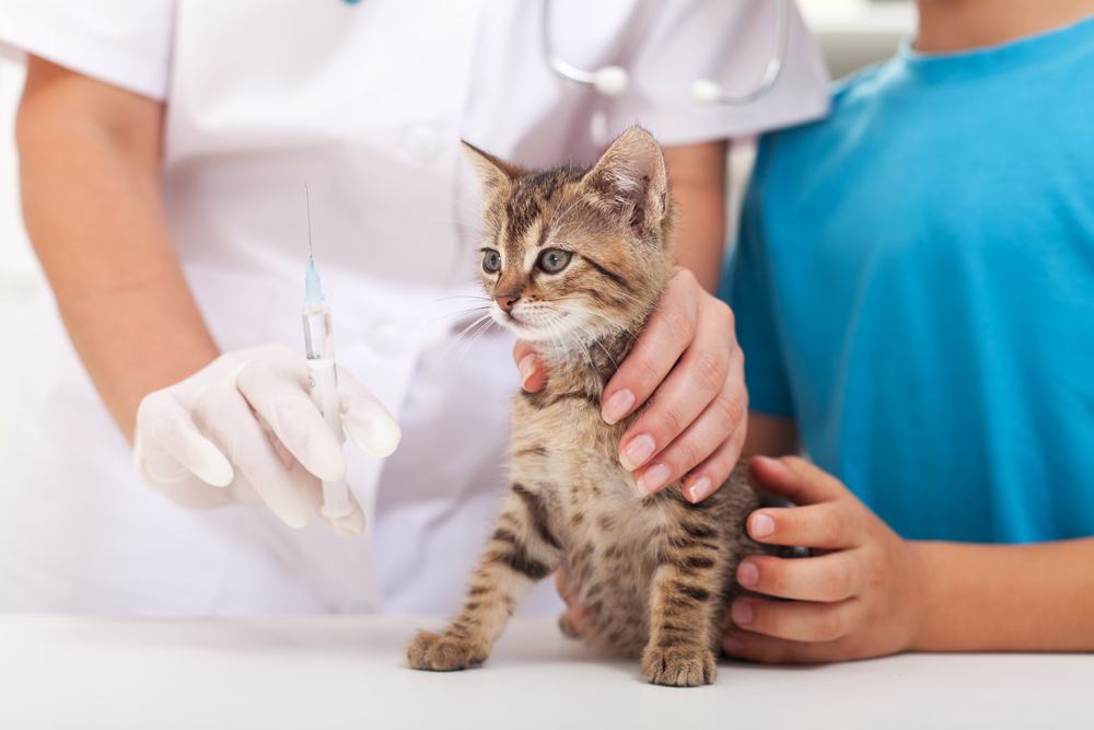 Pequeño gatito en el veterinario, recibiendo una vacuna