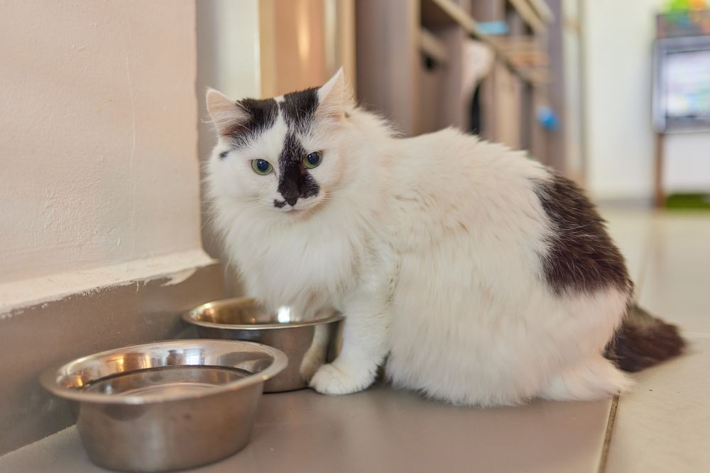 Gato Maine Coon cerca de un cuenco de agua