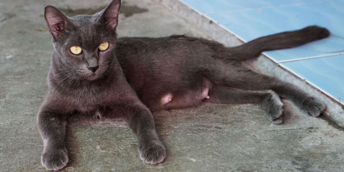 Imagen de un gato con agrandamiento de la glándula mamaria, lo que pone de relieve un posible problema de salud