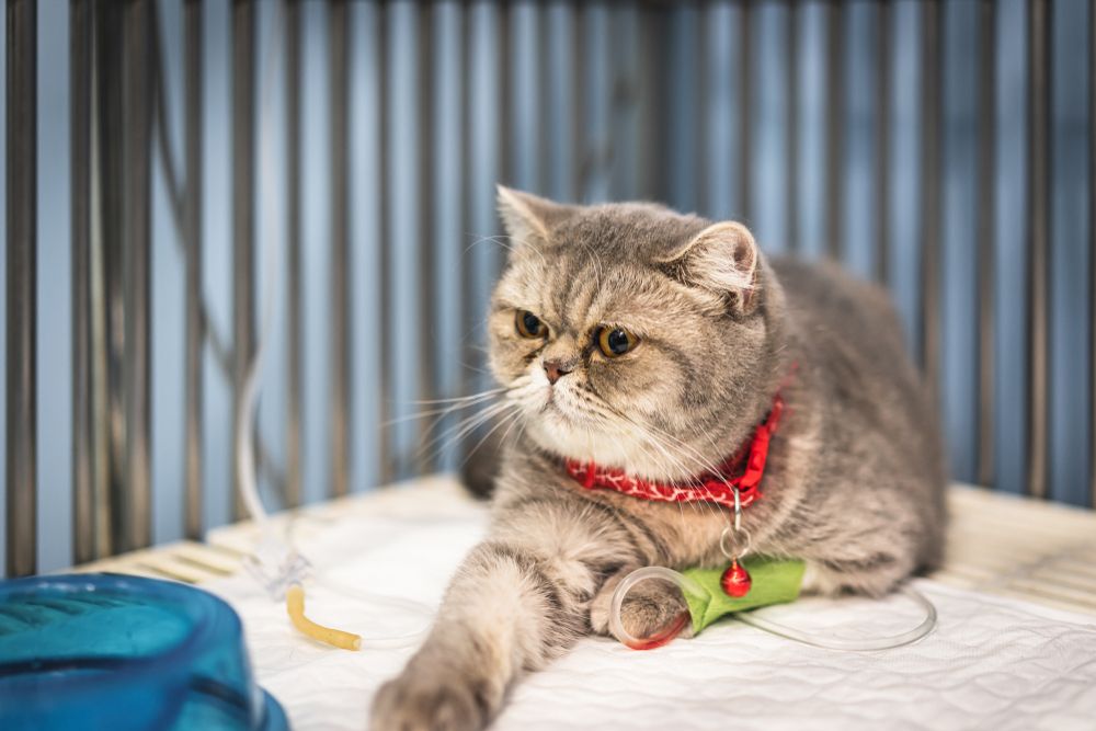 Gato Scottish Fold sometido a terapia de líquidos por vía intravenosa en una clínica veterinaria