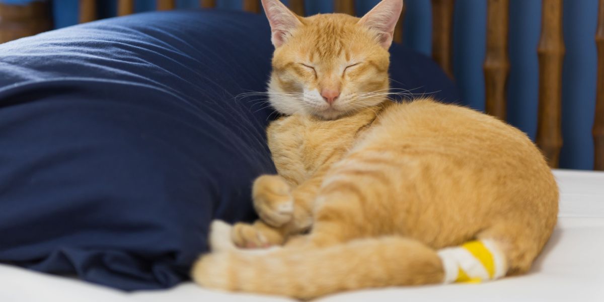 Gato amarillo enfermo con vendaje en la cola