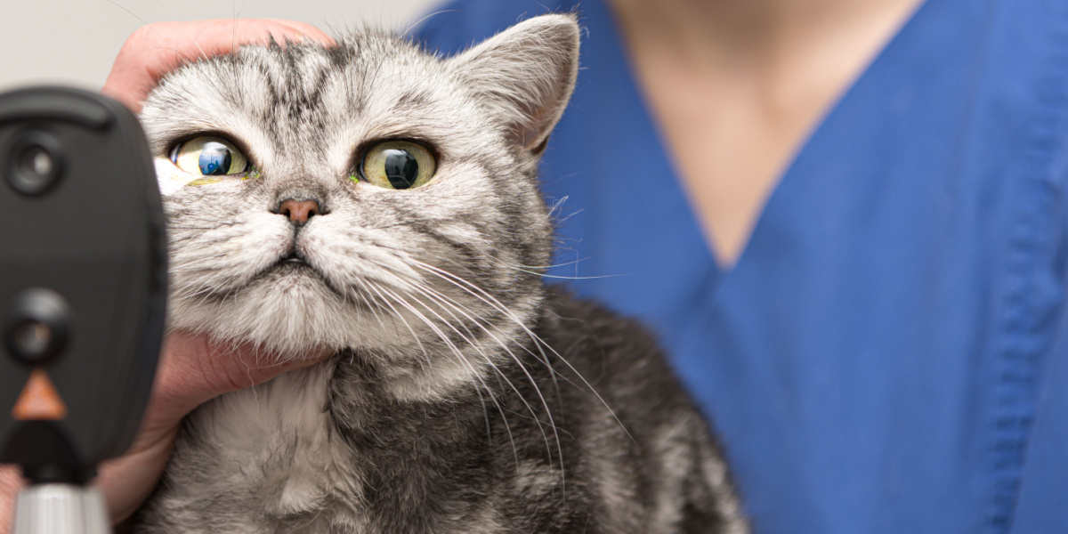 Terramicina para gatos: El gato sometido a un examen ocular por parte de un veterinario