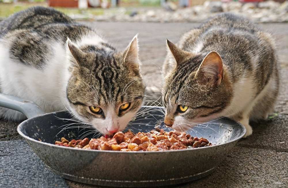 Dos gatitos cenando en un entorno agradable.