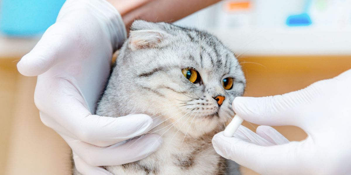 El veterinario le da medicación al gato