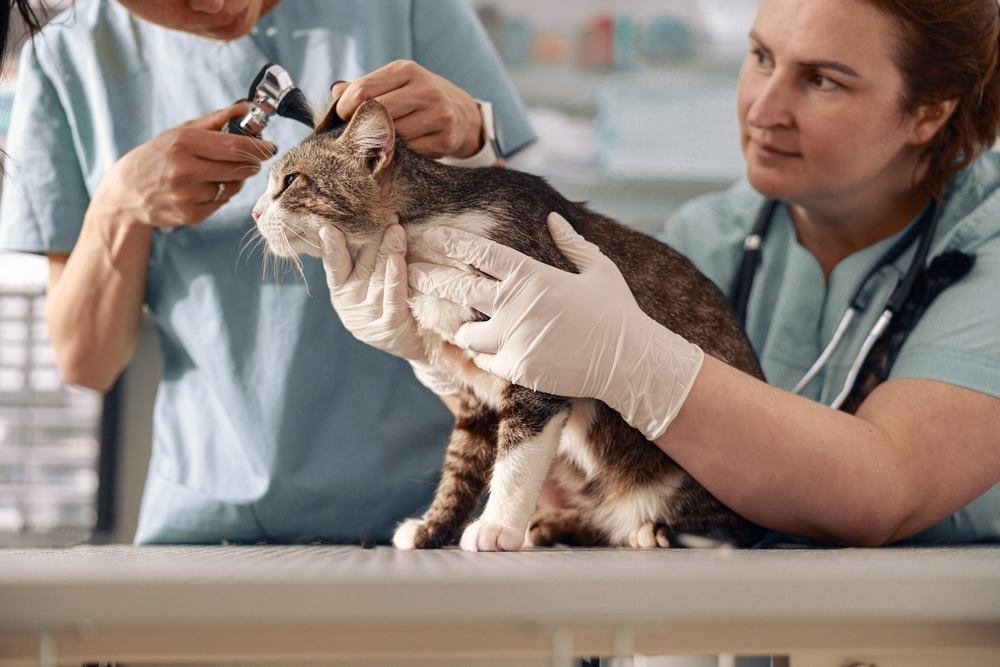 Veterinario revisa orejas de gato