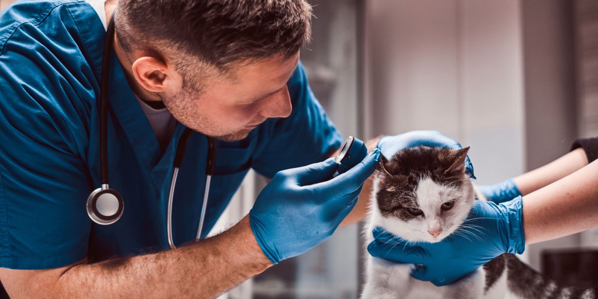 Imagen que captura a un veterinario realizando un examen de la infección del oído medio de un gato.