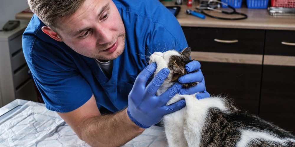 Veterinario examinando los dientes del gato