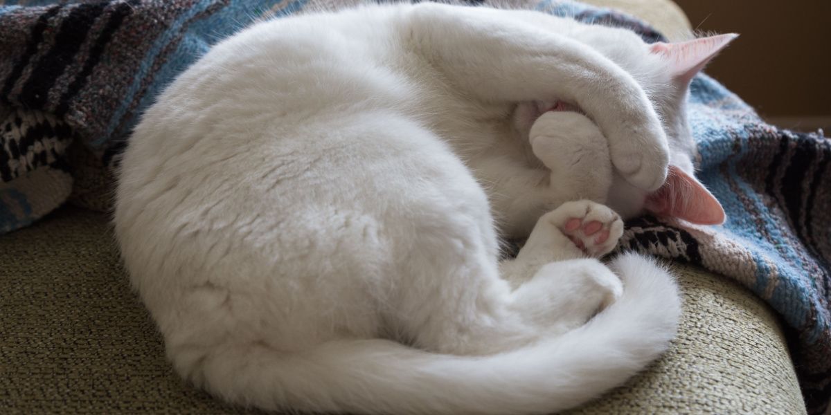 Gato blanco acurrucado en un sofá con sus patas cubriéndose la cara