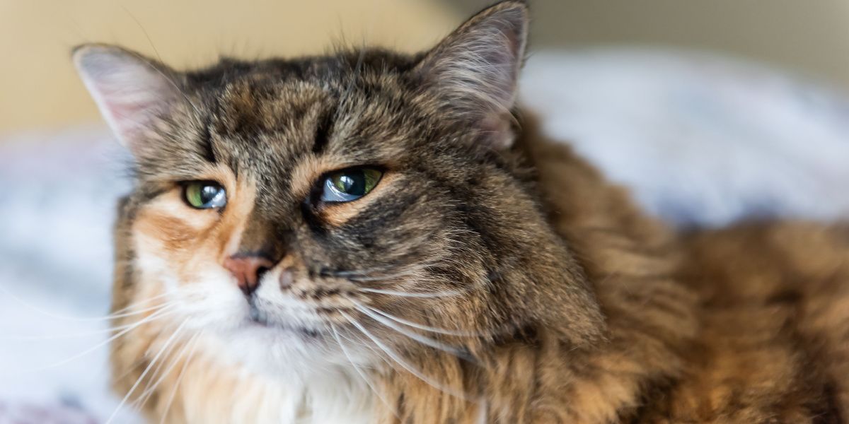 Fotografía de un gato Maine Coon atigrado con un tercer párpado visible