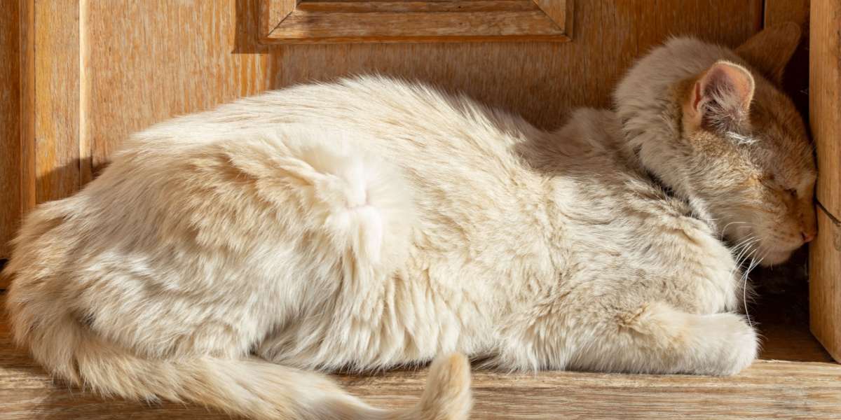 Imagen de un gato presionando su cabeza contra una pared.