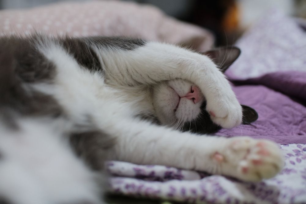 gato cubriéndose la cara