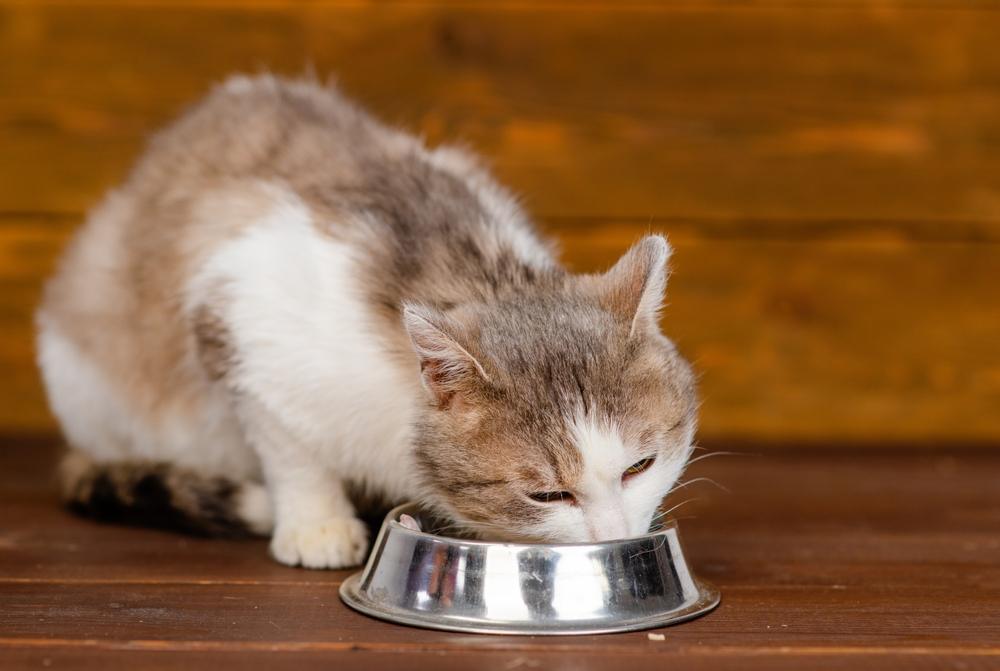 Gato comiendo de un cuenco, una parte típica y esencial de la rutina diaria de un gato