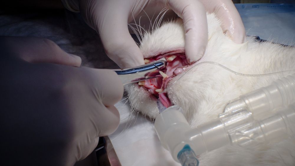 Fotografía que captura a un gato sometido a una extracción dental bajo anestesia.